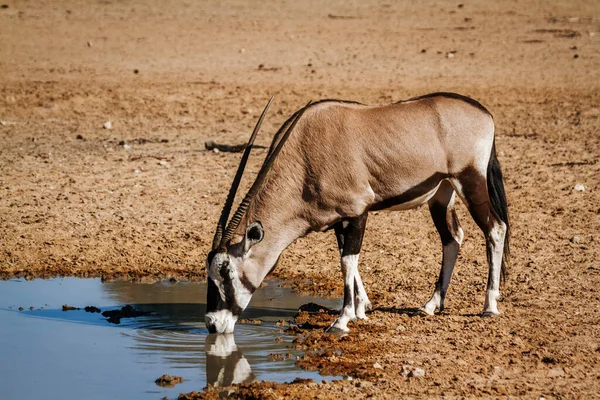 South African Oryx Drinking Waterhole Kgalagadi Transfrontier Park South Africa — Stockfoto