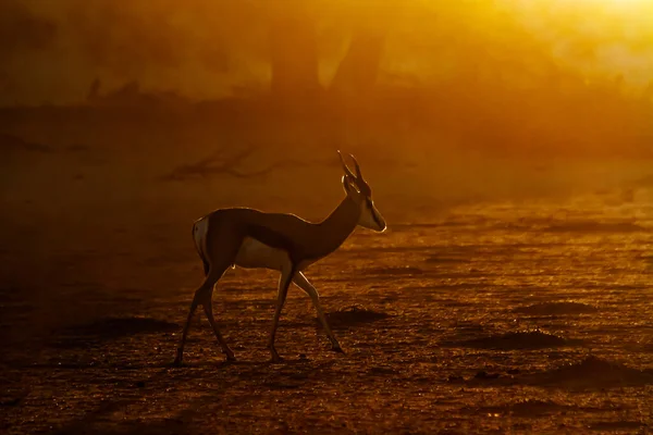 Springbok Chůzi Podsvícení Suché Zemi Při Západu Slunce Kgalagari Přeshraniční — Stock fotografie