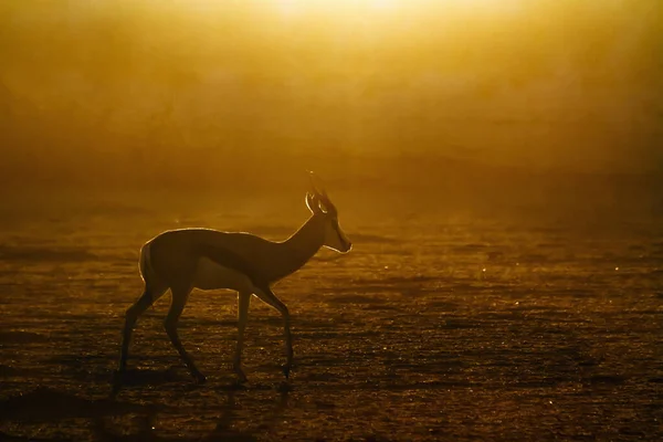 Springbok Chůzi Podsvícení Suché Zemi Při Západu Slunce Kgalagari Přeshraniční — Stock fotografie