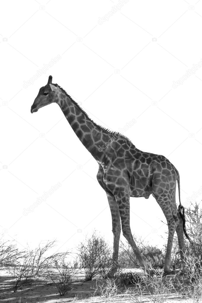 Giraffe isolated in white background in Kgalagadi transfrontier park, South Africa ; Specie Giraffa camelopardalis family of Giraffidae