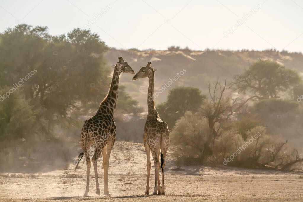 Two Giraffes early morning in dry land  in Kgalagadi transfrontier park, South Africa ; Specie Giraffa camelopardalis family of Giraffidae