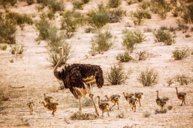 Güney Afrika 'daki Kgalagadi sınır ötesi parkında civciv sürüsüyle Afrika devekuşu kadın Struthionidae familyasından Specie Struth io Camelus.