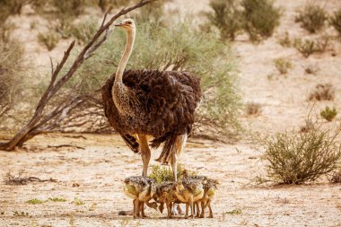 Güney Afrika 'daki Kgalagadi sınır ötesi parkında civciv sürüsüyle Afrika devekuşu kadın Struthionidae familyasından Specie Struth io Camelus.
