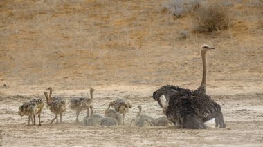 Güney Afrika 'daki Kgalagadi sınır ötesi parkında kumda tımarlanan bir sürü yavrusu olan Afrika devekuşu dişi; Struthionidae familyasından Specie Struth io Camelus.