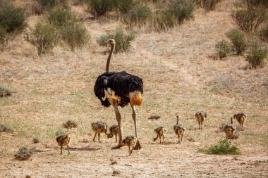 Güney Afrika 'daki Kgalagadi sınır ötesi parkında civciv sürüsü olan Afrikalı devekuşu erkek Struthionidae familyasından Specie Struth io Camelus.