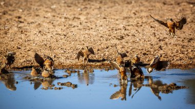 Burchell 'in Kgalagadi sınır ötesi parkındaki su birikintisine inen Sandgrouse sürüsü; Pterocles Burchelli ailesinden Specie Pteroclidae
