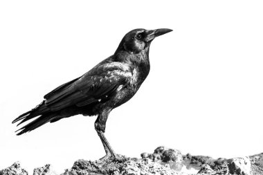 Güney Afrika 'daki Kgalagadi sınır ötesi parkındaki su birikintisindeki Cape Crow; Corvidae ailesinden Specie Corvus capensis