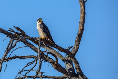 Lanner Falcon, Güney Afrika 'daki Kgalagadi sınır ötesi parkında mavi gökyüzünde tek başına tünemekte; Specie Falco biarmicus Falconidae ailesi