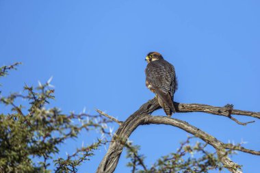 Lanner Falcon, Güney Afrika 'daki Kgalagadi sınır ötesi parkında mavi gökyüzünde izole bir dalda duruyor; Specie Falco biarmicus Falconidae ailesi