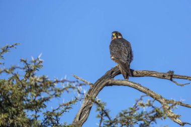Lanner Falcon, Güney Afrika 'daki Kgalagadi sınır ötesi parkında mavi gökyüzünde izole bir dalda duruyor; Specie Falco biarmicus Falconidae ailesi