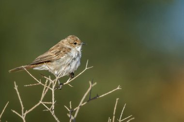 Mariqua Flycatcher Güney Afrika 'daki Kgalagadi sınır ötesi parkındaki doğal arka planda izole edilmiş çalıların üzerinde duruyor. Musicapidae familyasından özel bir aile olan Melaônis mariquensis.
