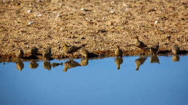 Güney Afrika 'daki Kgalagadi sınır ötesi parkındaki su birikintisinde içen Namaqua kum tavuğu sürüsü; Pterocles namaqua ailesi