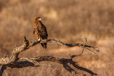 Güney Afrika 'daki Kgalagadi sınır ötesi parkında bulunan Tawny Eagle, Accipitridae familyasından Specie Aquila rapax