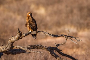Güney Afrika 'daki Kgalagadi sınır ötesi parkında bulunan Tawny Eagle, Accipitridae familyasından Specie Aquila rapax