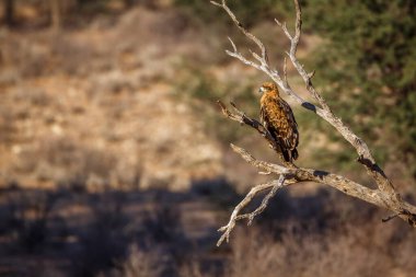 Güney Afrika 'daki Kglagadi sınır ötesi parkında bir dalda duran Tawny Eagle Accipitridae' li Specie Aquila rapax ailesi