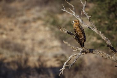 Güney Afrika 'daki Kglagadi sınır ötesi parkında bir dalda duran Tawny Eagle Accipitridae' li Specie Aquila rapax ailesi