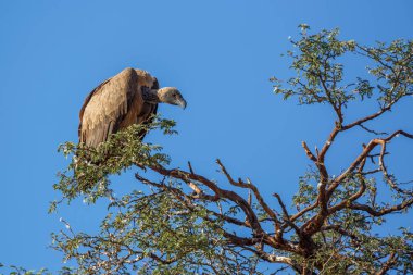 Güney Afrika 'daki Kgalagadi sınır ötesi parkında mavi gökyüzünde izole edilmiş beyaz akbaba, Accipitridae familyasından Specie Gyps africanus