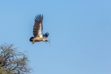 Akbaba, Güney Afrika 'daki Kruger Ulusal Parkı' nda yuva yapmak için Akbaba 'ya destek verdi.