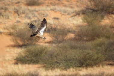 Akbaba, Güney Afrika 'daki Kruger Ulusal Parkı' nda yuva yapmak için Akbaba 'ya destek verdi.