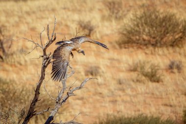 Güney Afrika 'daki Kruger Ulusal Parkı' nda ağaçtan kalkan Akbaba, Afrika kökenli Specie Gyps Accipitridae familyasından...