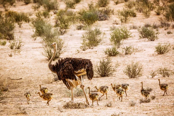 Güney Afrika 'daki Kgalagadi sınır ötesi parkında civciv sürüsüyle Afrika devekuşu kadın Struthionidae familyasından Specie Struth io Camelus.