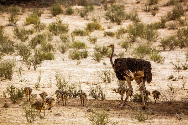 Güney Afrika 'daki Kgalagadi sınır ötesi parkında civciv sürüsüyle Afrika devekuşu kadın Struthionidae familyasından Specie Struth io Camelus.