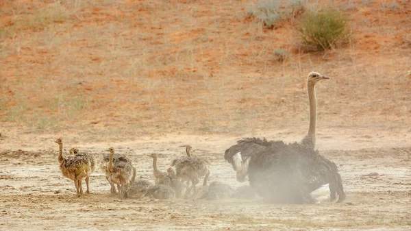 African Ostrich Female Pack Chicks Grooming Sand Kgalagadi Transfrontier Park — Φωτογραφία Αρχείου