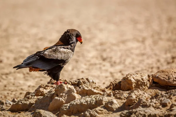 Bateleur Adelaar Staand Een Rots Het Droge Kgalagadi Grensoverschrijdend Park — Stockfoto