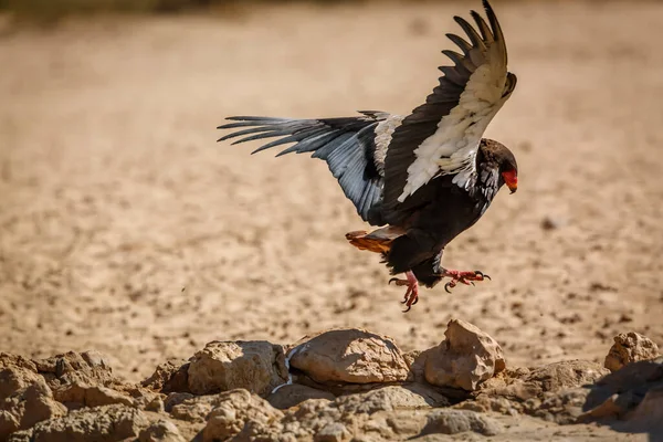 Bateleur Eagle Landt Grond Kgalagadi Grensgebied Park Zuid Afrika Soort — Stockfoto