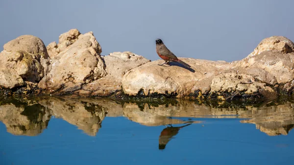 Schwarzwangen Wachsvogel Auf Wasserlochseite Mit Spiegelung Kgalagadi Transfrontier Park Südafrika — Stockfoto