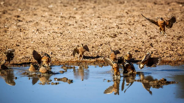 Burchell Sandgrouse Flock Landar Vid Vattenhål Kgalagadi Gränsöverskridande Park Sydafrika — Stockfoto