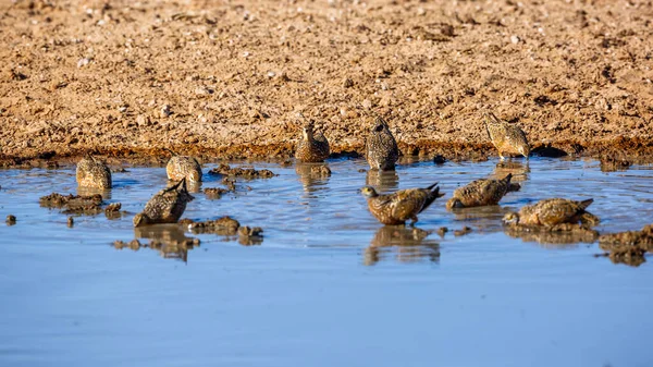 在南非Kgalagadi跨界公园的水孔着陆的伯彻尔沙地群群 特洛克里种的翼龙科 — 图库照片