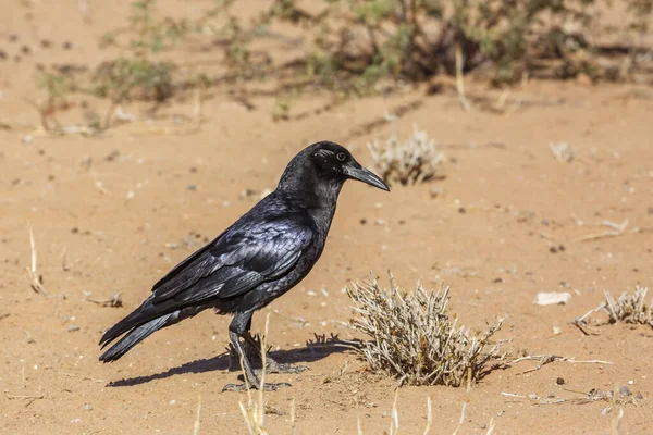 南非Kgalagadi跨国界公园沙地上的乌鸦角 科尔维亚代的科尔维斯卡普拉斯科物种 — 图库照片