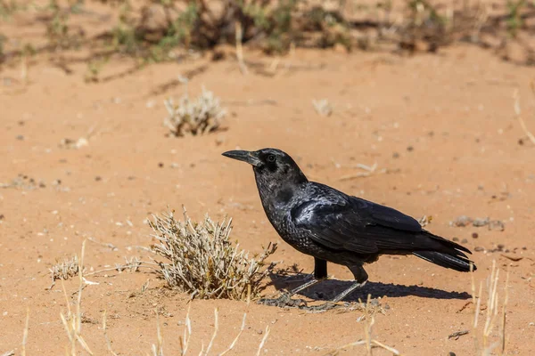 Kap Crow Sandmark Kgalagadi Gränsöverskridande Park Sydafrika Arten Corvus Capensis — Stockfoto