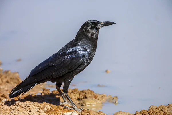 Kap Crow Vattenhålssidan Kgalagadi Gränsöverskridande Park Sydafrika Arten Corvus Capensis — Stockfoto