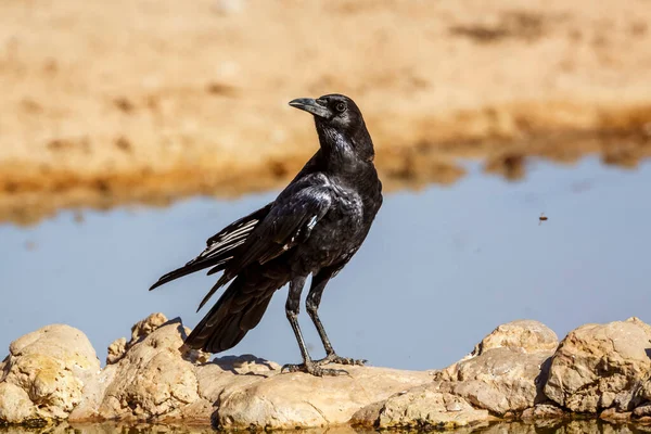 Kap Crow Vid Vattenhål Kgalagadi Gränsöverskridande Park Sydafrika Arten Corvus — Stockfoto