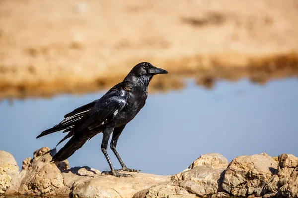 南非Kgalagadi跨国界公园的一个水孔处的乌鸦角 科科沃达伊的科沃斯 卡普拉斯科物种 — 图库照片