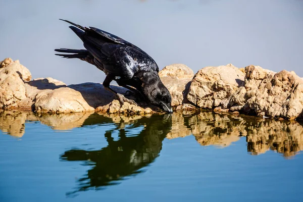 Cape Crow Ivás Dél Afrikai Kgalagadi Határmenti Parkban Lévő Víznyelőben — Stock Fotó