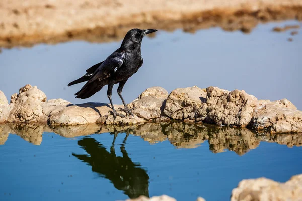 Kap Crow Vid Vattenhål Kgalagadi Gränsöverskridande Park Sydafrika Arten Corvus — Stockfoto