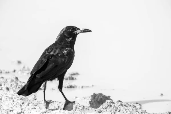 Cape Crow black and white isolated in white background in Kgalagadi transfrontier park, South Africa; specie Corvus capensis family of Corvidae