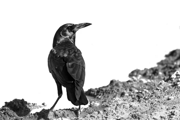 Cape Crow Black White Isolated White Background Kgalagadi Transfrontier Park — стоковое фото