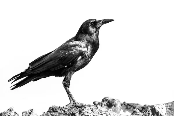 Cabo Crow Abrevadero Parque Transfronterizo Kgalagadi Sudáfrica Especie Corvus Capensis — Foto de Stock