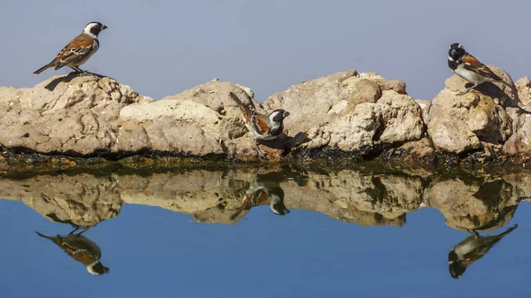 Kaap Mus Bij Waterput Met Reflectie Kgalagadi Grensoverschrijdend Park Zuid — Stockfoto