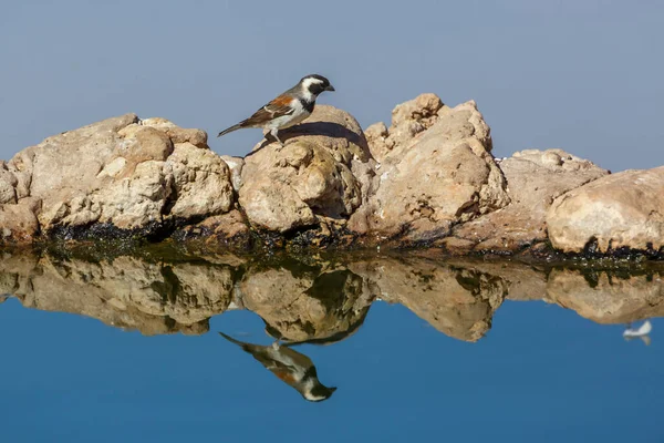 南非Kgalagadi跨界公园中倒映在水坑上的麻雀角 Passeridae的黑龙科物种 — 图库照片
