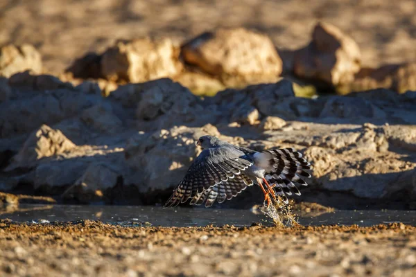 南非Kgalagadi跨界公园的Gabar Goshawk飞越水坑 Accipitridae的Specie Micro Isus Gabar科 — 图库照片