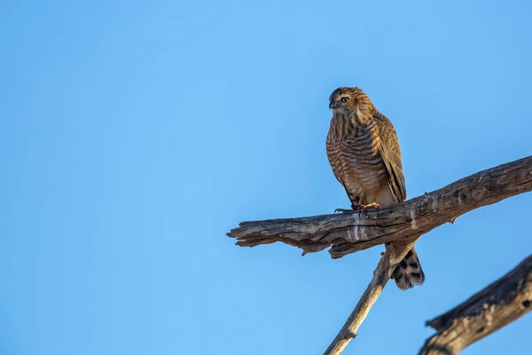 ガヴァール ゴシャワク Gabar Goshawk 南アフリカのガラガディ国境公園の青い空に孤立した枝に立つ少年 — ストック写真