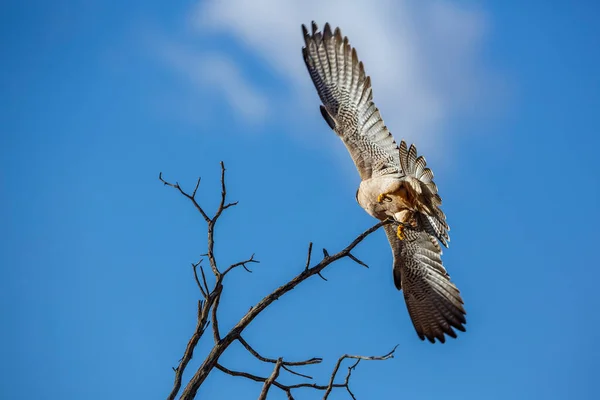 Lanner Falcon Taking Spread Wings Isolated Blue Sky Kgalagadi Transfrontier — Stock Photo, Image