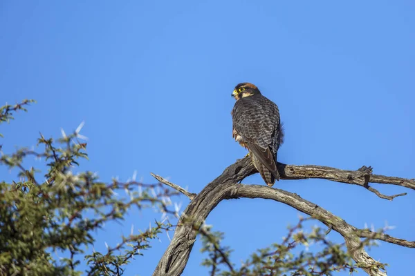 Lanner Falcon, Güney Afrika 'daki Kgalagadi sınır ötesi parkında mavi gökyüzünde izole bir dalda duruyor; Specie Falco biarmicus Falconidae ailesi