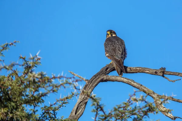 Lanner Falcon, Güney Afrika 'daki Kgalagadi sınır ötesi parkında mavi gökyüzünde izole bir dalda duruyor; Specie Falco biarmicus Falconidae ailesi