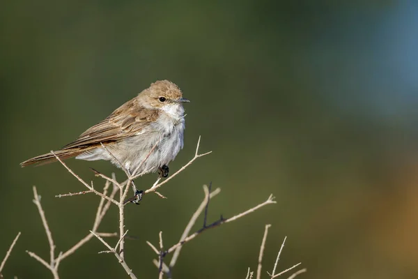 Mariqua Flycatcher Standing Shrub Isolated Natural Background Kgalagadi Transfrontier Park — Photo